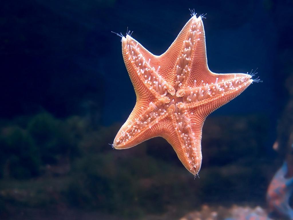 Кто проживает на дне океана? Морская звезда на фото подозрительно напоминает героя известного мультика