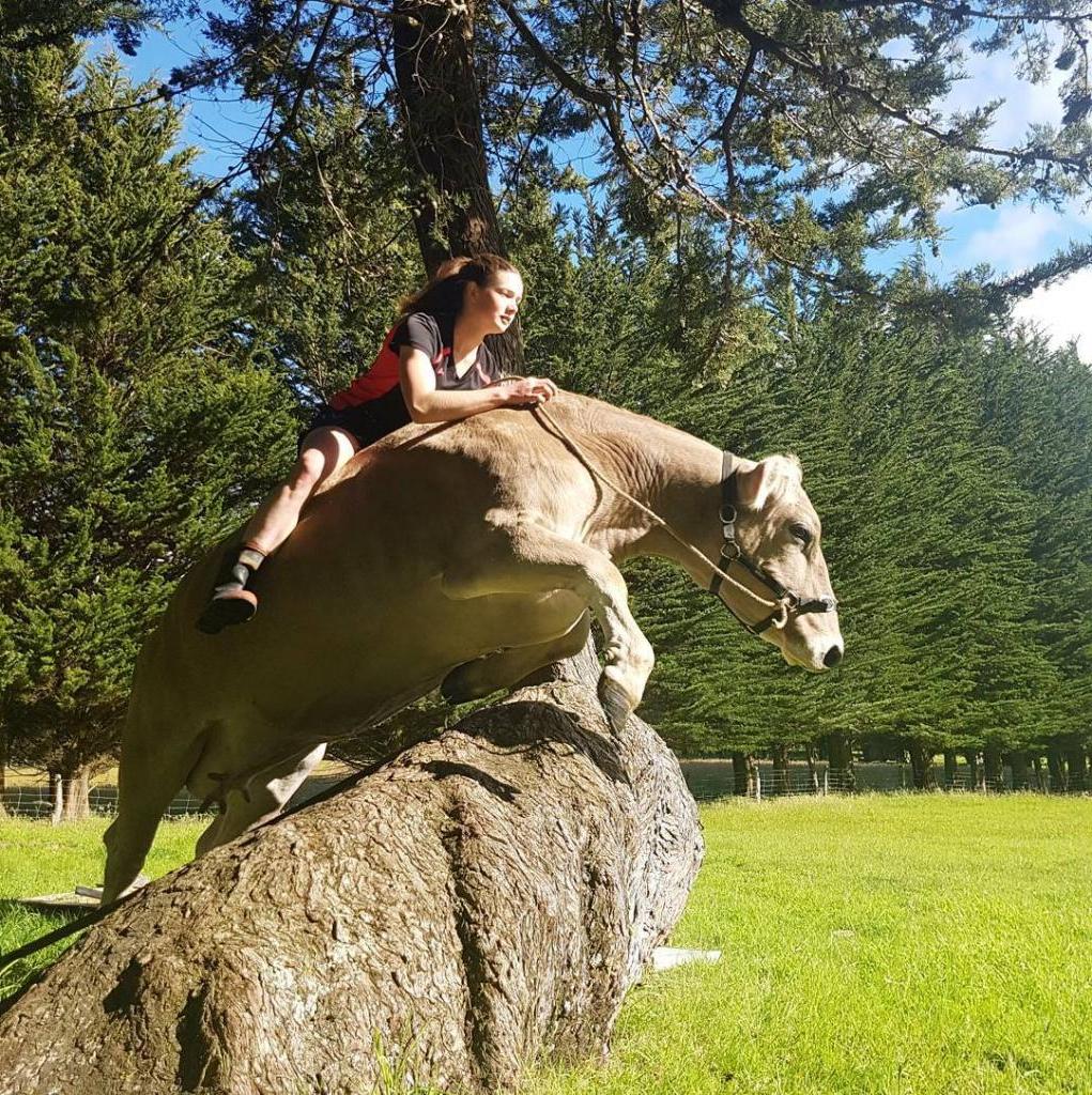 Девочка так мечтала о лошади, что научила корову конным трюкам. Фото