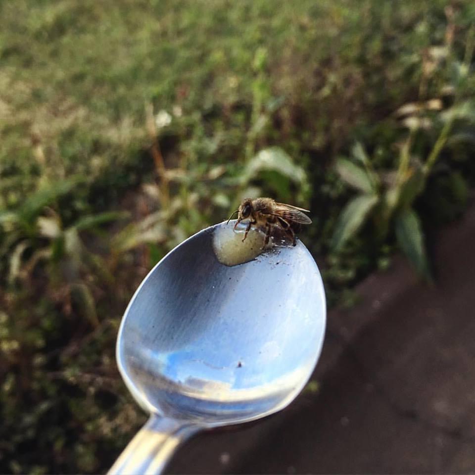 Почему необходимо оставлять ложку с сахаром на заднем дворе: зоолог объяснил причину - это для пчел