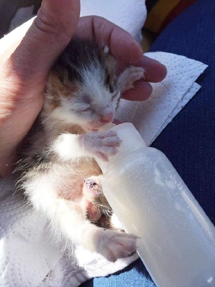 Девушка приютила и выкормила бездомного котенка, а он оказался уникальным благодаря необычной генетике