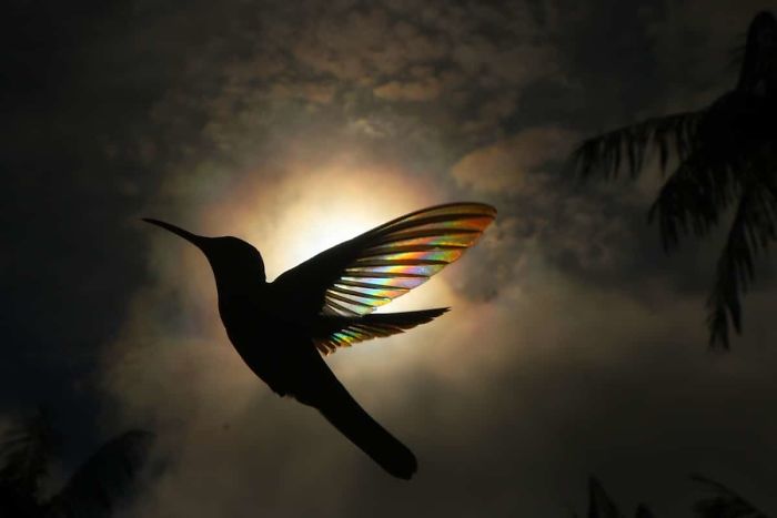 Радужные колибри в необычной серии фоторабот от бразильского художника