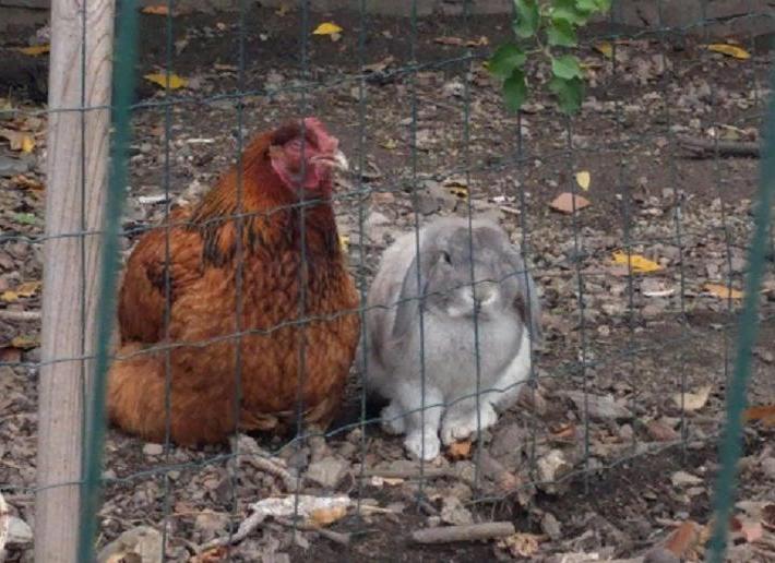 Нужен ли петух для того, чтобы курица несла яйца? Интересные факты