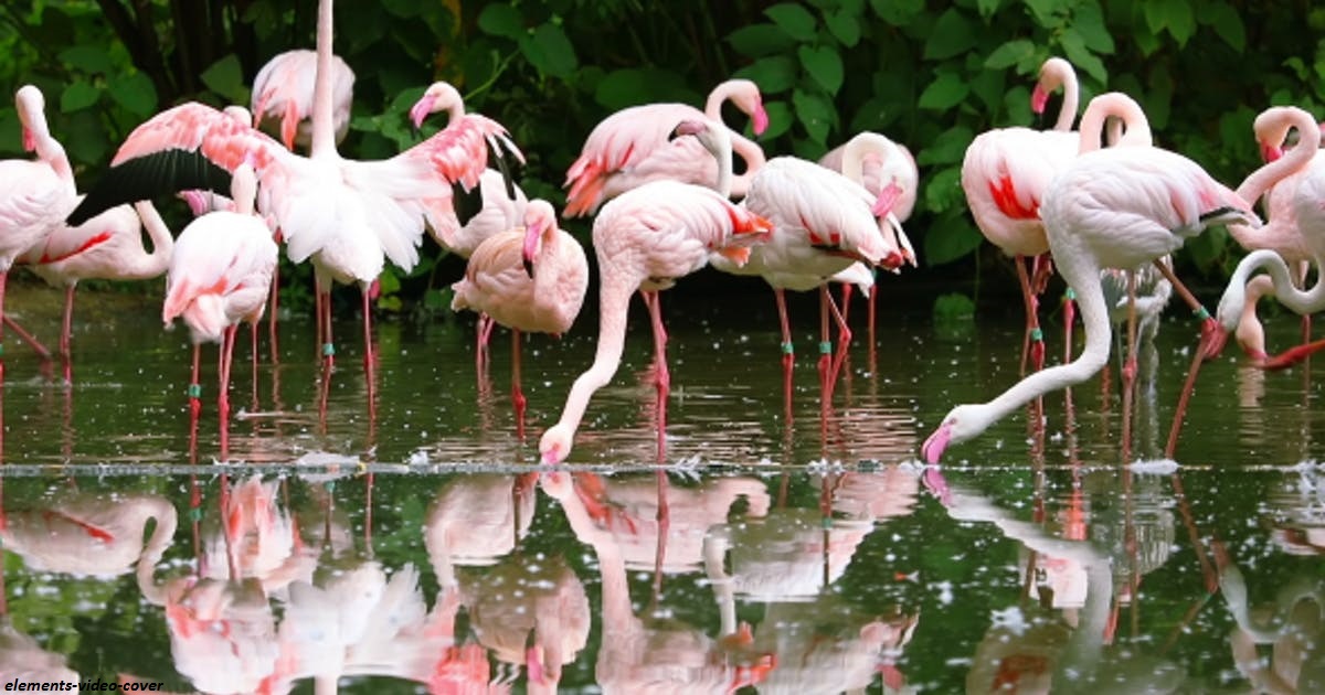 Фламинго имеют розовый окрас из за пищи, которой они питаются
