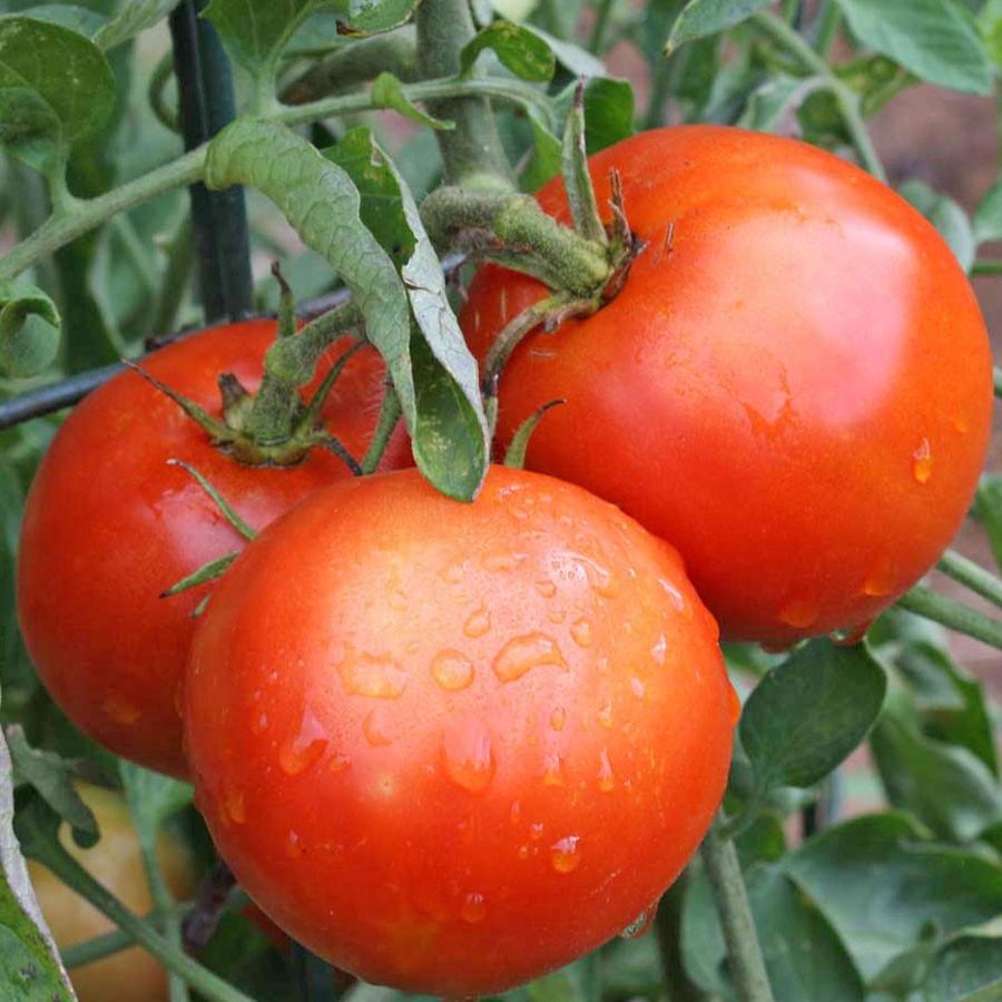 Почему помидоры были вкуснее 100 лет назад. Как ученые пытаются восстановить их первоначальный вкус