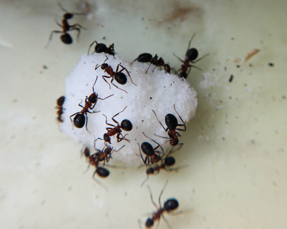 Голубиные муравьи