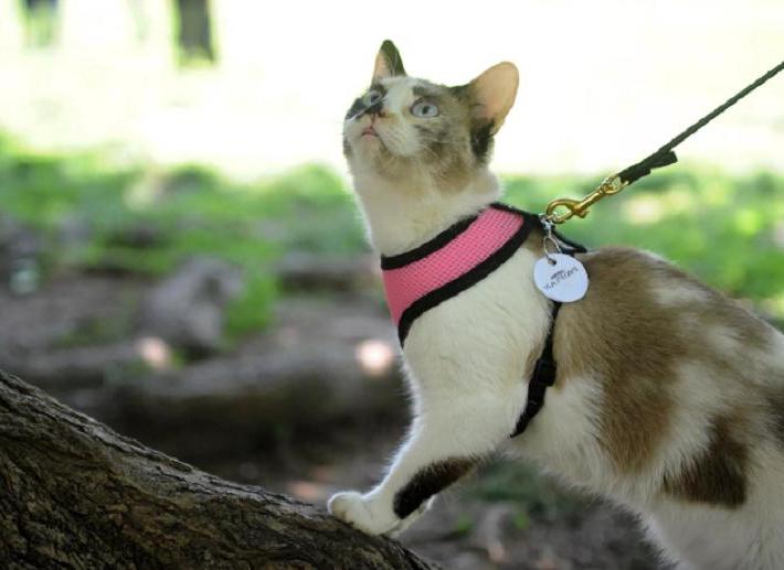 Как прогуляться с кошкой на поводке? Полезные трюки, которые необходимо знать, прежде чем вывести домашнего кота на улицу