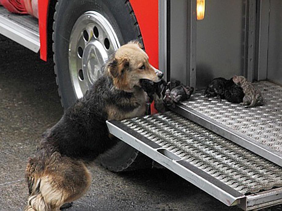 Безграничная любовь матери: собака несколько раз проходила через пылающий огонь, чтобы спасти своих щенков