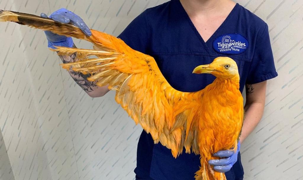 Чудо в специях: экзотическая ярко-оранжевая птица, спасенная в Британии, оказалась обычной чайкой