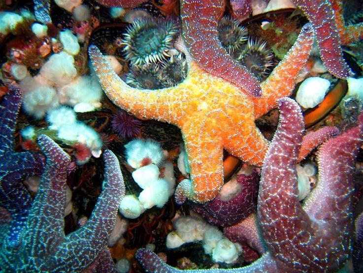 Если дайвинг - ваша страсть: путешественница Кристин Хеттерман предлагает личный список мест на планете для наслаждения подводным царством и делится своим опытом