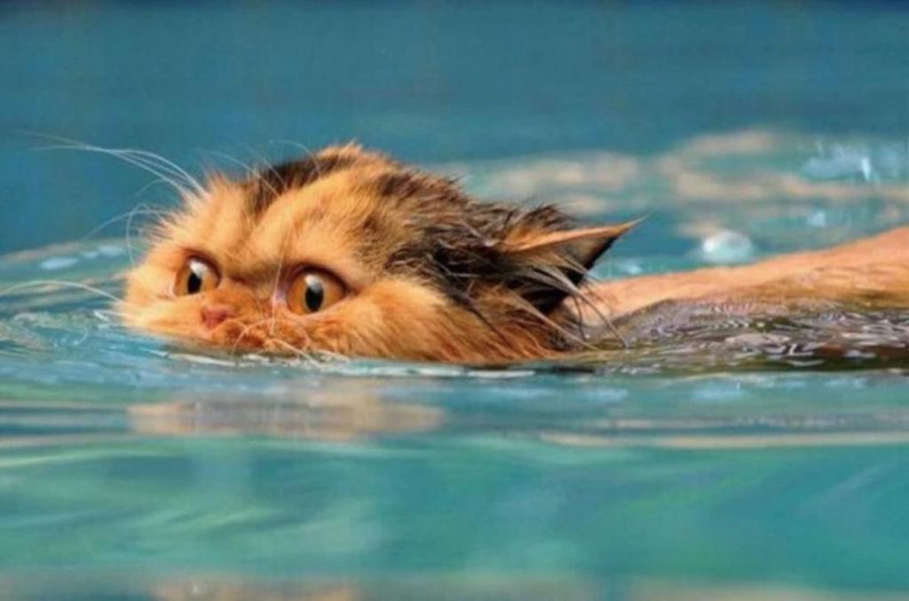Кошки против собак: почему большинство кошек ненавидят воду, в то время как собаки ее обожают