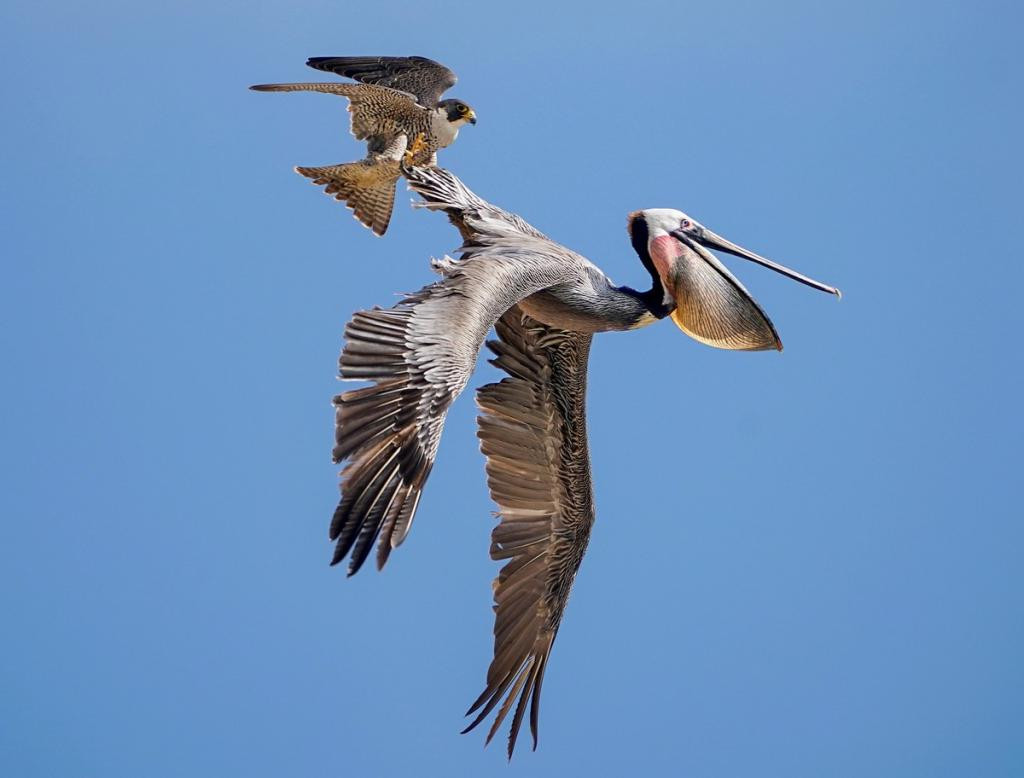 Фотограф запечатлел невероятную воздушную дуэль между соколом и пеликаном
