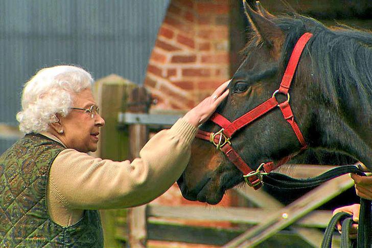Королева Елизавета II спасла целую породу лошадей, которой грозило исчезновение с лица земли
