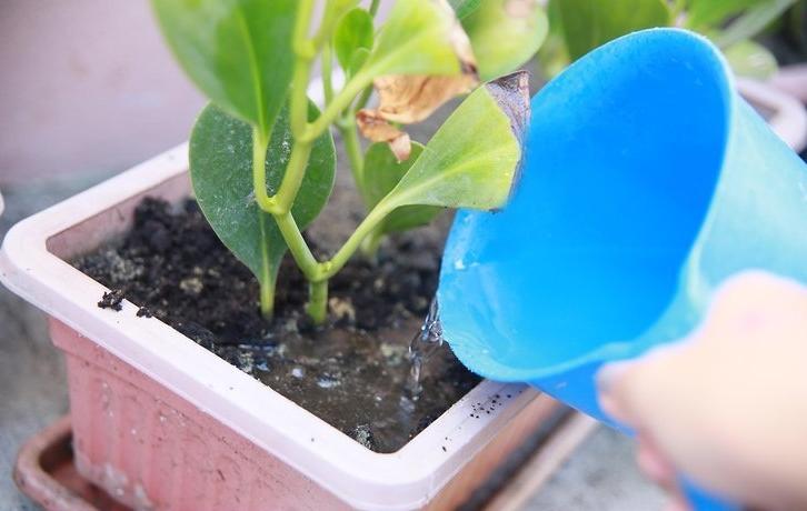 Этот трюк всегда помогает спасти растения, которые слишком обильно поливали