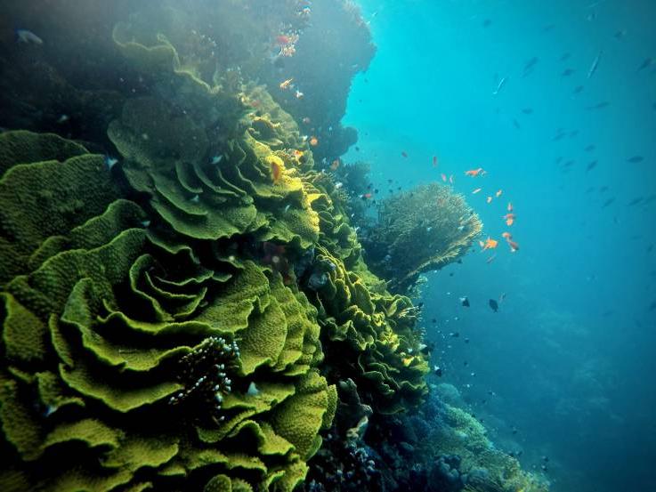Если дайвинг - ваша страсть: путешественница Кристин Хеттерман предлагает личный список мест на планете для наслаждения подводным царством и делится своим опытом