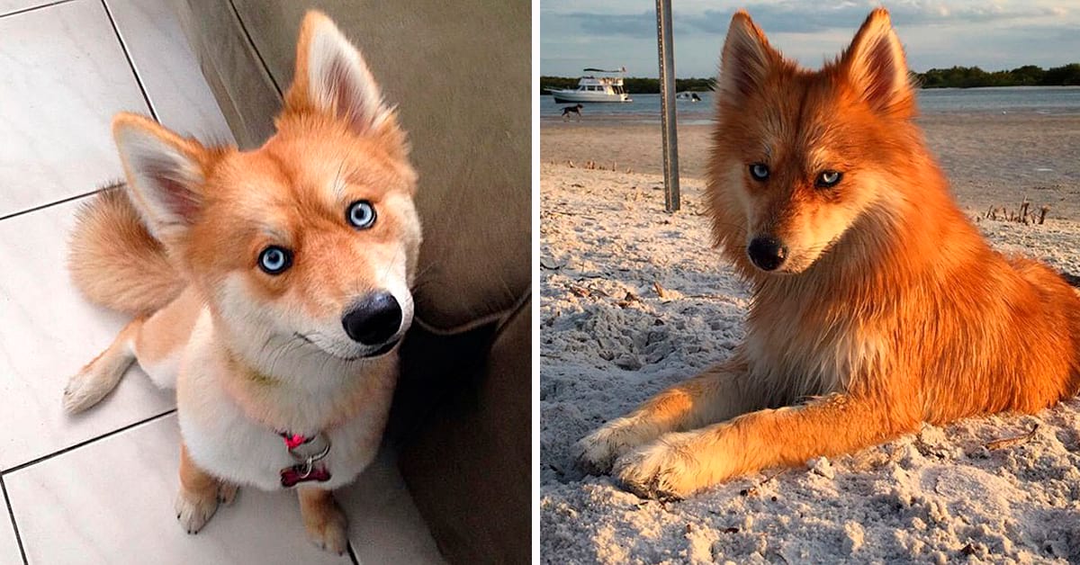 Встречайте: Майя — собака, которая безумно похожа на лису (12 фото)