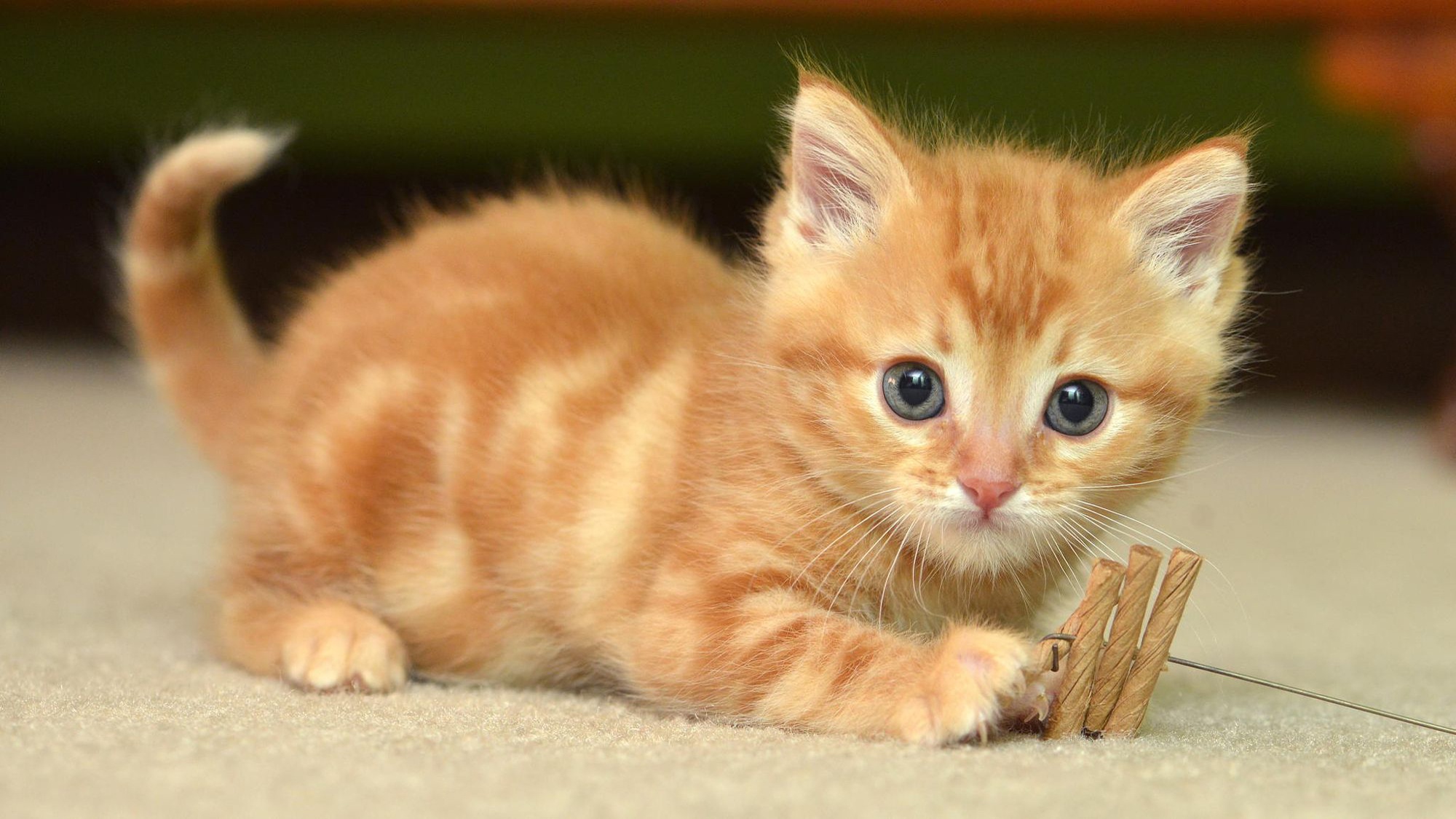 Baby cat. Рыжий котёнок. Красивый рыжий котенок. Котята милашки. Кошки маленькие рыжие.