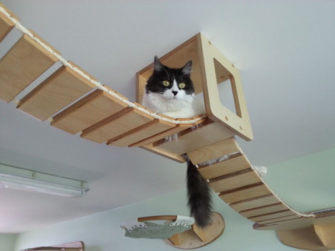 Как создать игровую площадку для кота в квартире