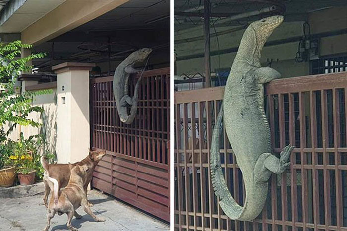 Современная Годзилла: огромная ящерица пыталась пробраться в дом, спасаясь от бродячих собак