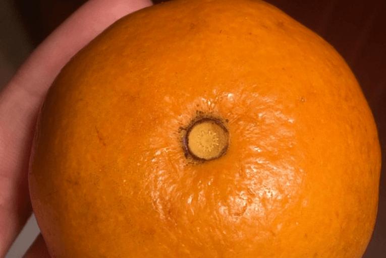 Подруга научила меня предсказывать количество долек у апельсина, не чистя его