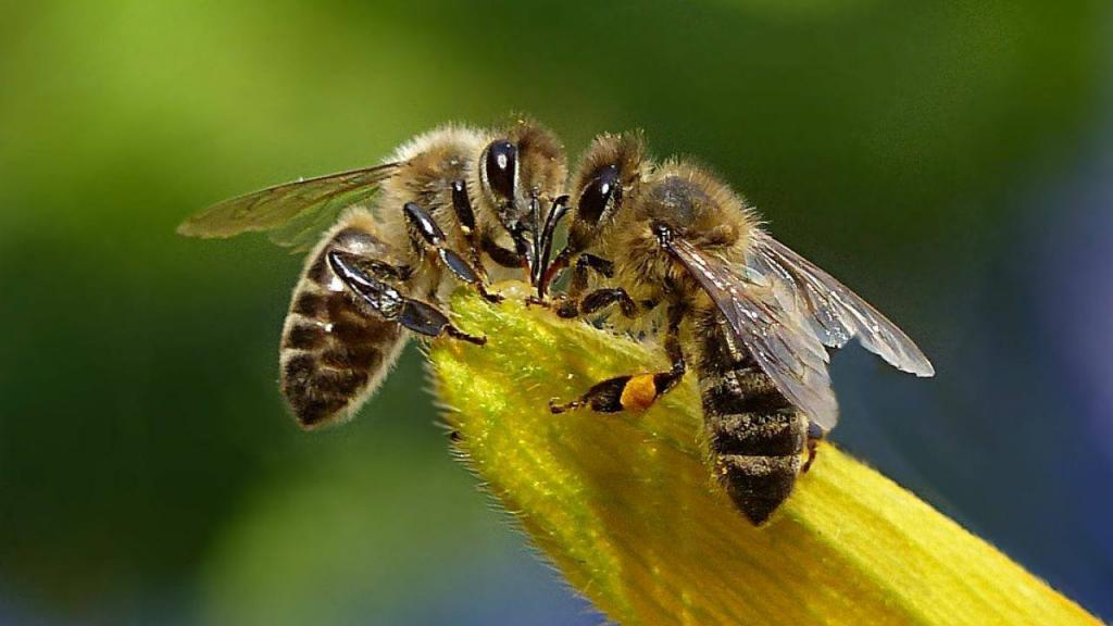 Почему необходимо оставлять ложку с сахаром на заднем дворе: зоолог объяснил причину - это для пчел