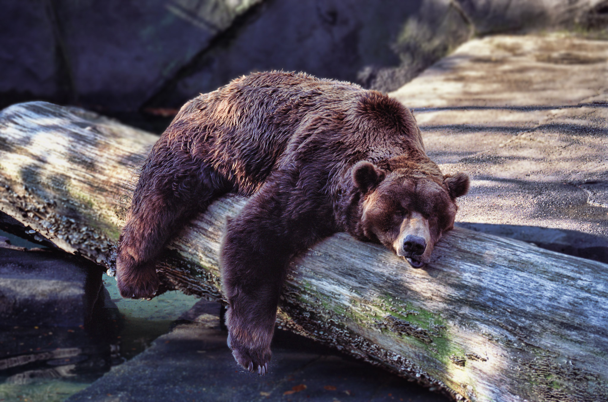 К чему снится много медведей. Медведь Марсун. Бурый медведь в спячке. Спящий медведь.