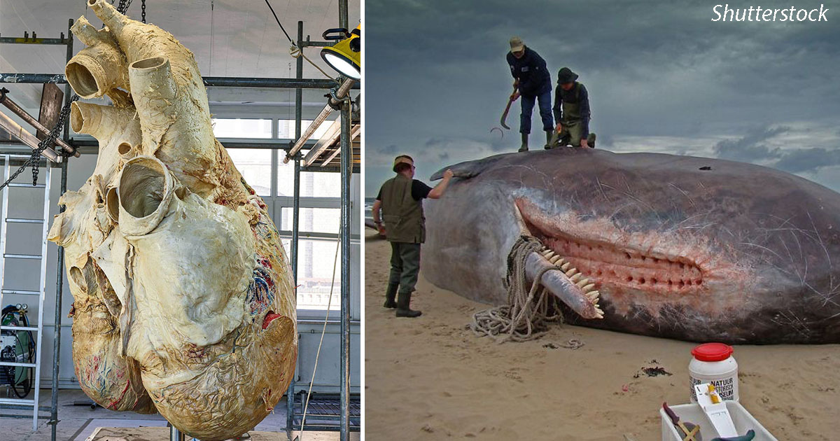 Сердце синего кита весит семьсот килограммов. Размер сердца синего кита.