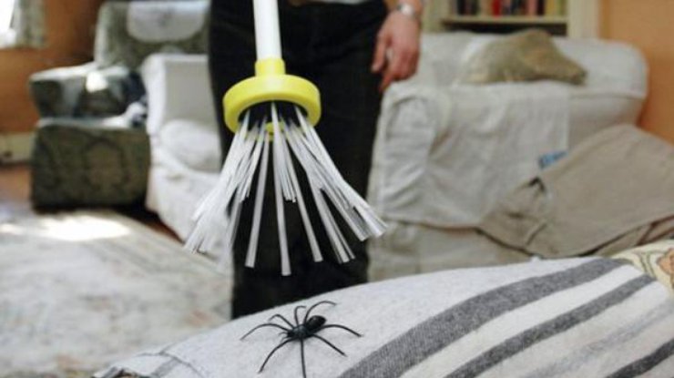 Я никогда не убиваю пауков у себя дома: объясняю, почему поступаю так