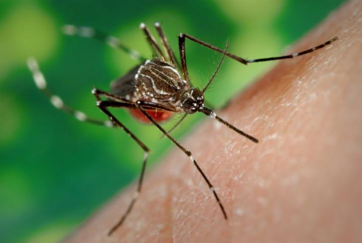 Избавляемся от нашествия комаров: 5 натуральных и эффективных средств