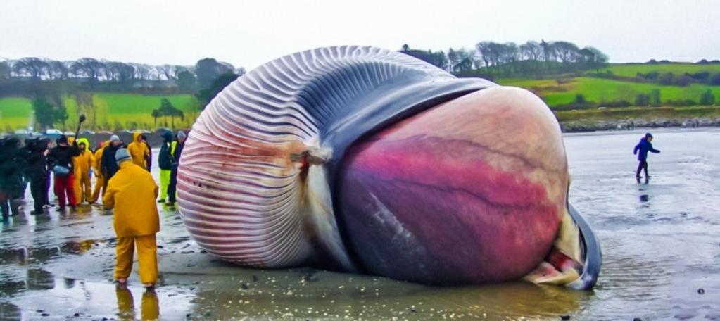 В сосудах серца кита может плавать человек и другие неожиданные факты