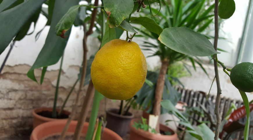 Соседка по даче поделилась советом и рассказала, как можно вырастить лимон в домашних условиях