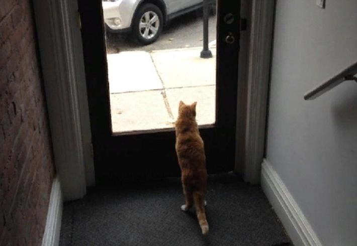 Что делают кошки после того, как выходят из дома? Двойная жизнь вашего пушистого друга