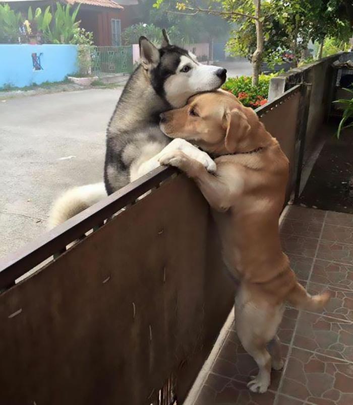 Собачья дружба: одинокий пес сбежал из дома, чтобы обнять своего друга