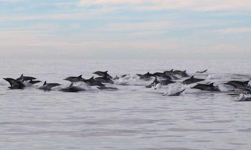Что может быть прекраснее: серфер заснял фантастический заплыв дельфинов