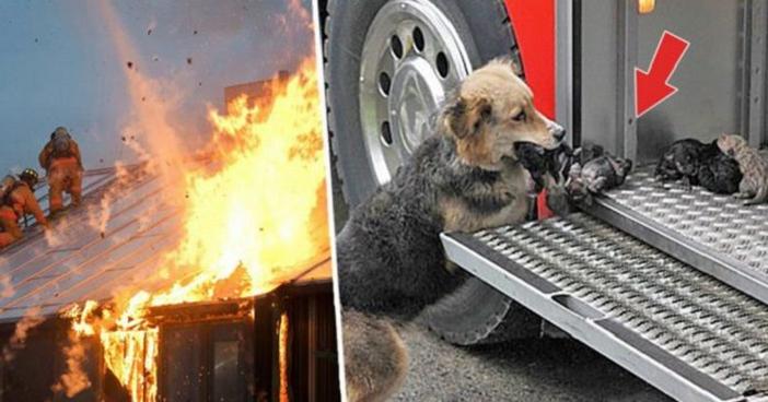 Безграничная любовь матери: собака несколько раз проходила через пылающий огонь, чтобы спасти своих щенков