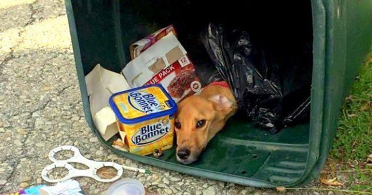 Девушка переехала жить к бойфренду и… выбросила свою собаку в мусорный бак