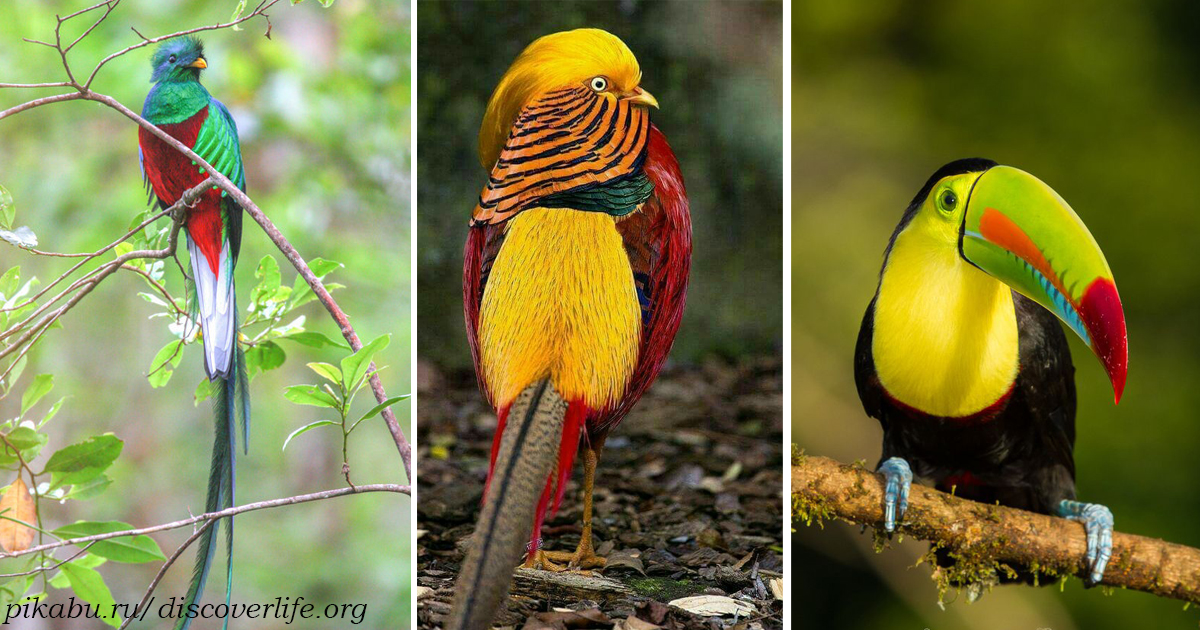 Вот 15 самых красивых птиц на этой планете. Любуйтесь, пока они существуют!