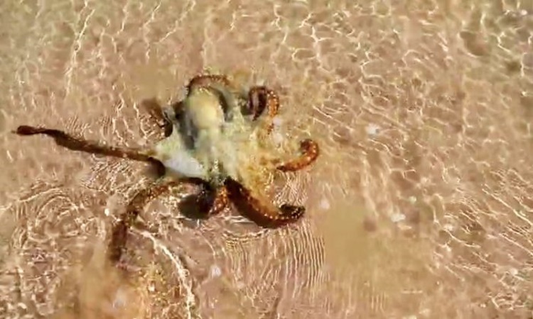 Семья спасла на пляже осьминога, а на следующий день он их поблагодарил