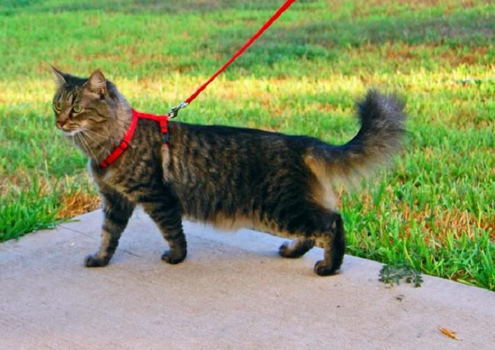 Как прогуляться с кошкой на поводке? Полезные трюки, которые необходимо знать, прежде чем вывести домашнего кота на улицу