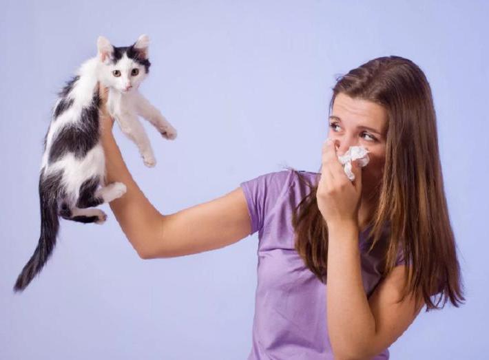 Как уживаться с домашним питомцем, если у вас на него аллергия: практические советы
