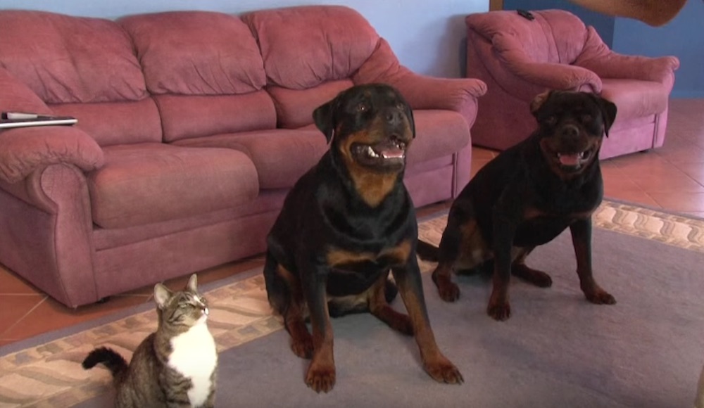Самая надрессированая кошка в мире (видео)