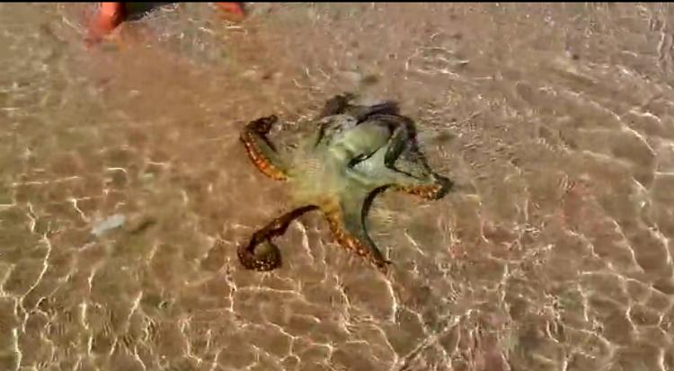 Семья спасла на пляже осьминога, а на следующий день он их поблагодарил