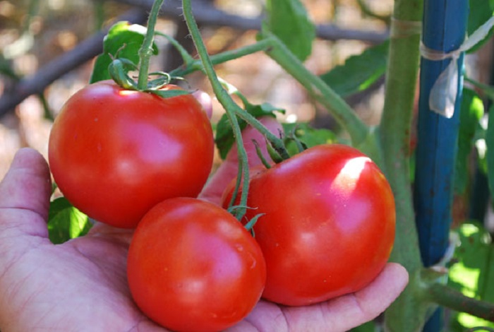 Поддержание температуры, обработка почвы и другие трудности, хорошо знакомые тем, кто выращивает помидоры