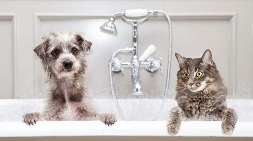 Кошки против собак: почему большинство кошек ненавидят воду, в то время как собаки ее обожают