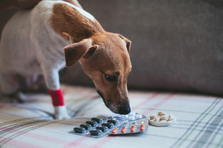 Жар у собак сбивать парацетамолом не стоит: влияние лекарств на животных