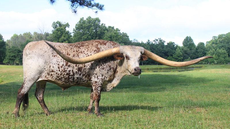 Техасский бык попал в Книгу рекордов Гинесса из за рогов длиной 2,5 метра
