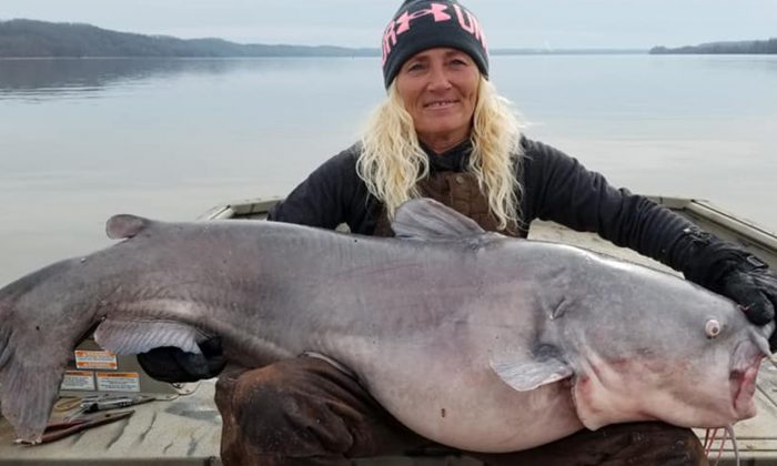 Любительница рыбалки поймала 40 килограммового сома. И тут же выпустила его обратно