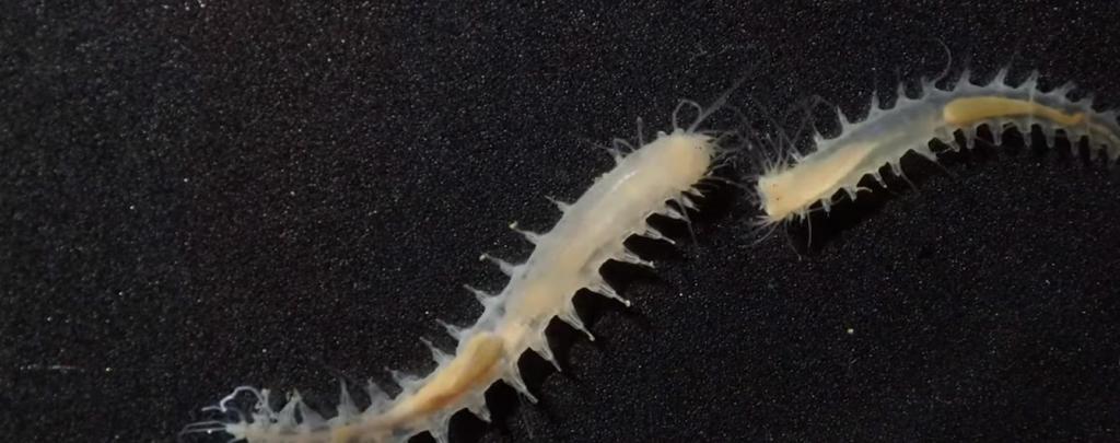 Ученые записали один из самых громких звуков на планете: его издает крошечный океанский червь (видео)