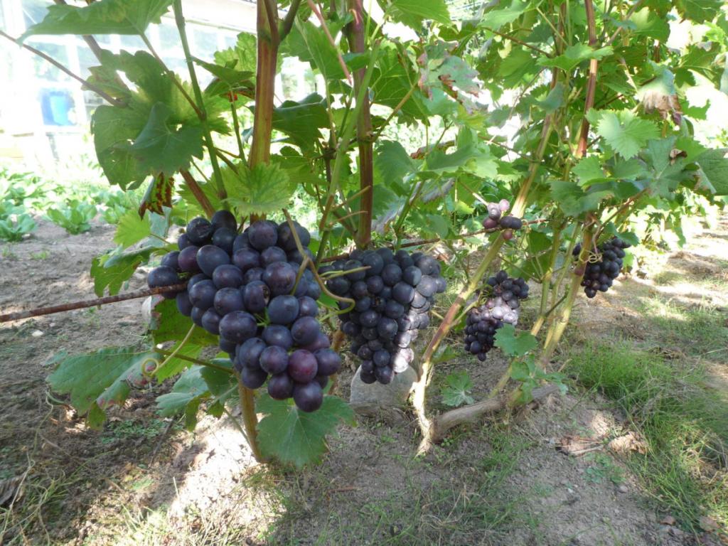 Грозди будут мощными, а ягоды - крупными: чем «накормить» виноград летом