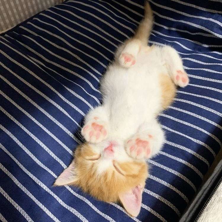 Маленькое солнышко покорившее интернет — котенок Чата