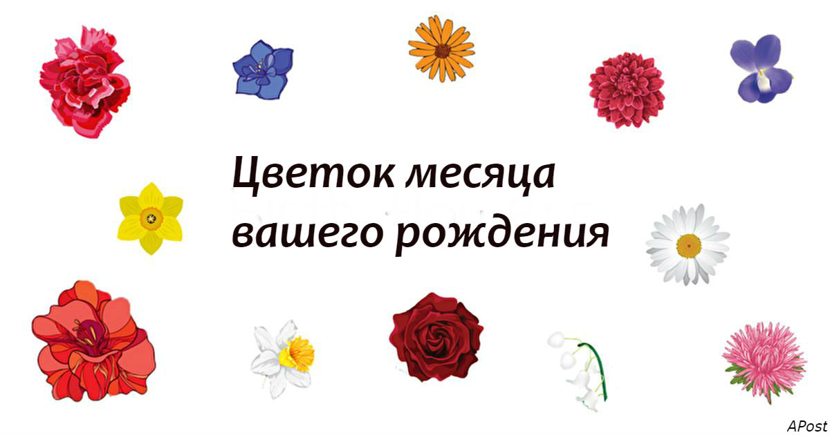 Собственно цветок. Цветы на каждый месяц года. Цветы на каждый месяц. Раза мес цветок.